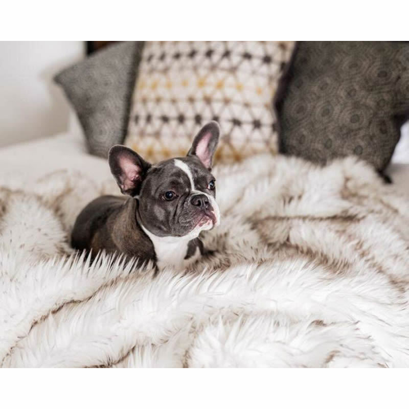 Dog Bed