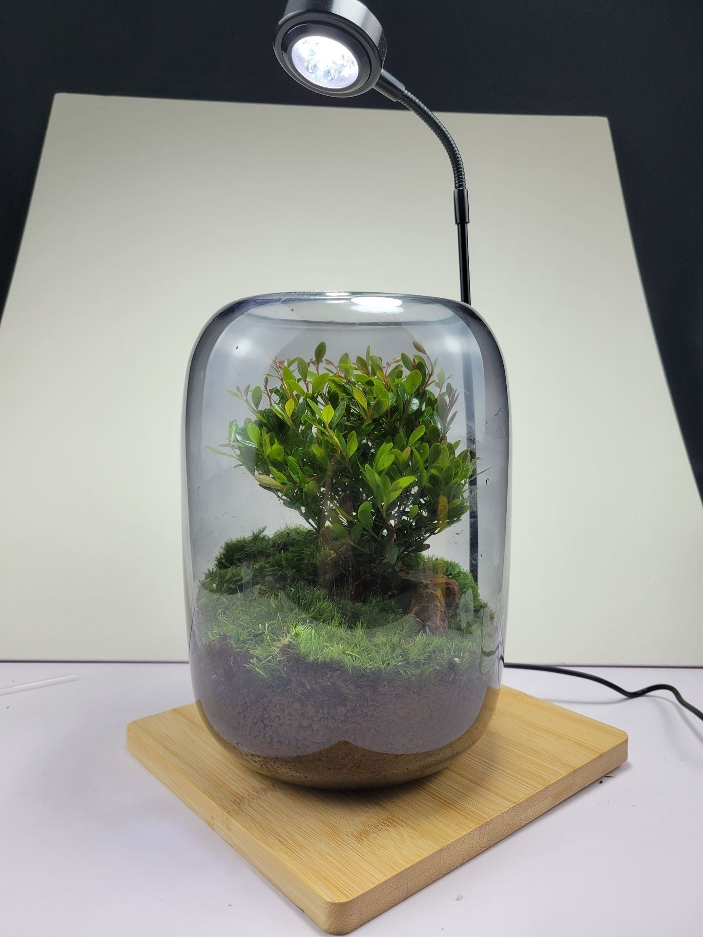 Desktop Creativity Micro-landscape